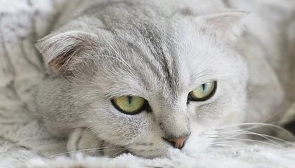 意甲-戴维造点+罚丢 尤文1-1莱切联赛3连胜遭终结